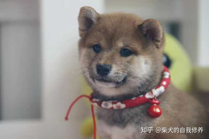 我家柴犬儿子的品相?