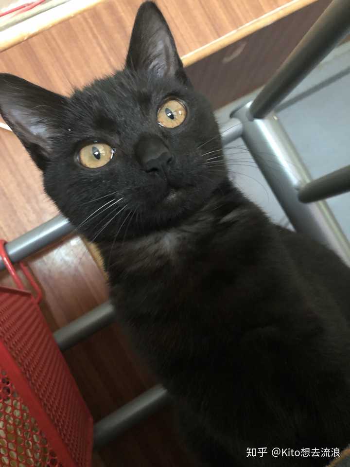 然后盆友家的蓝猫都是喂的凯锐思,(我生平第一只纯黑小土猫喂凯锐思