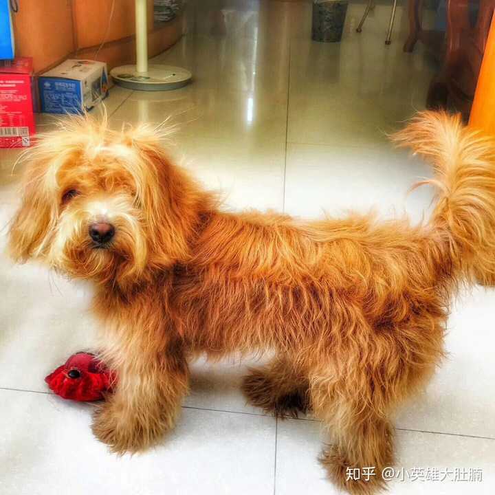 小狮子