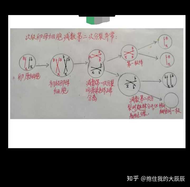 卵细胞减数分裂异常图,咋画?