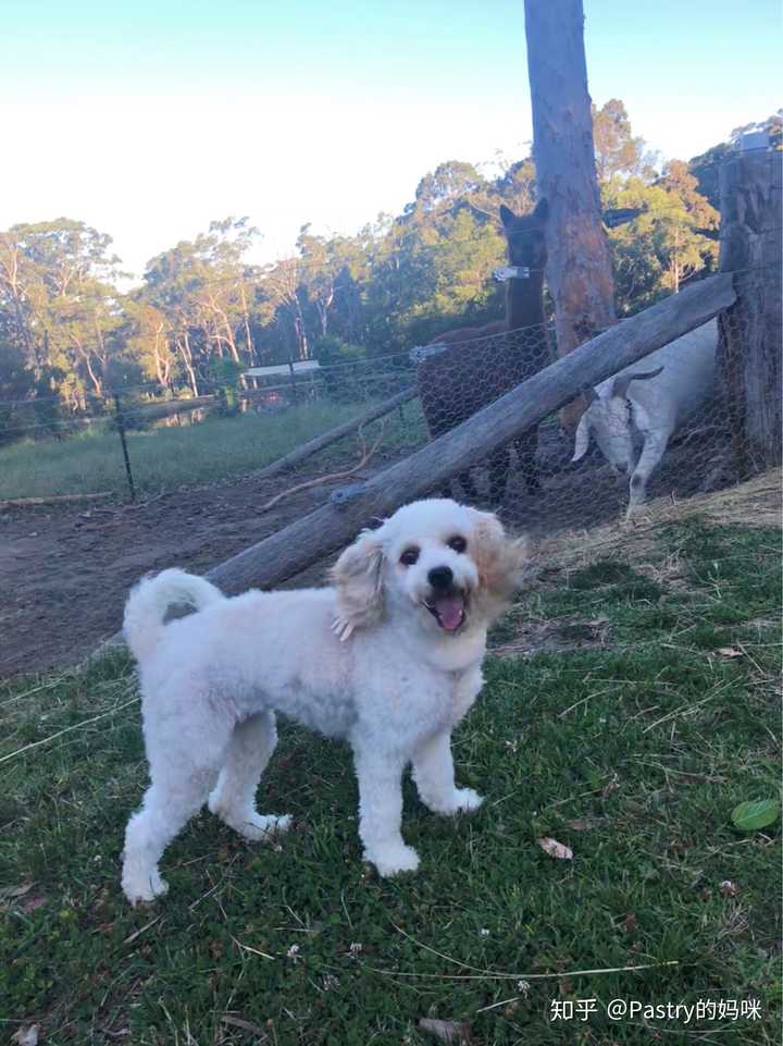 国内有人养cavoodle犬吗?有点像长不大的金毛的那种狗?