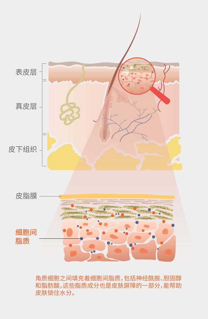 皮肤脂质健康