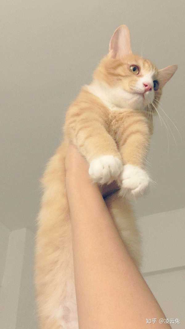 小时候日常举高高