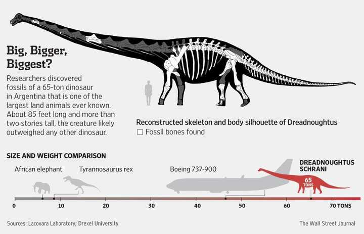 阿根廷发现的施氏无畏巨龙复原dreadnoughtus schrani