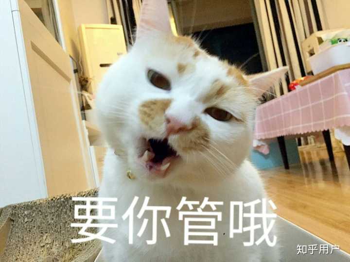 万能表情包?excuse me,当然要举爪我们可爱的楼楼小猫咪了.