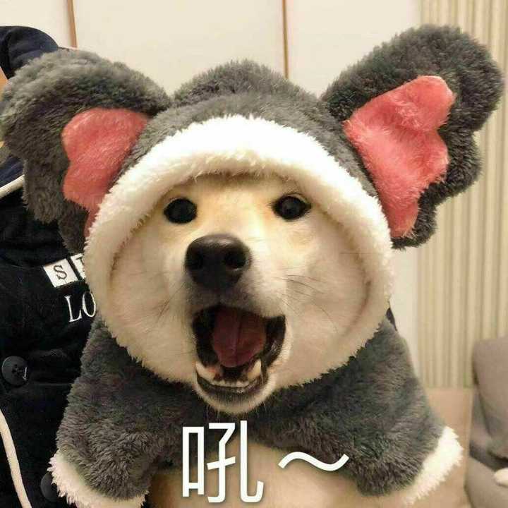 你们有哪些可爱的狗狗表情包吗?