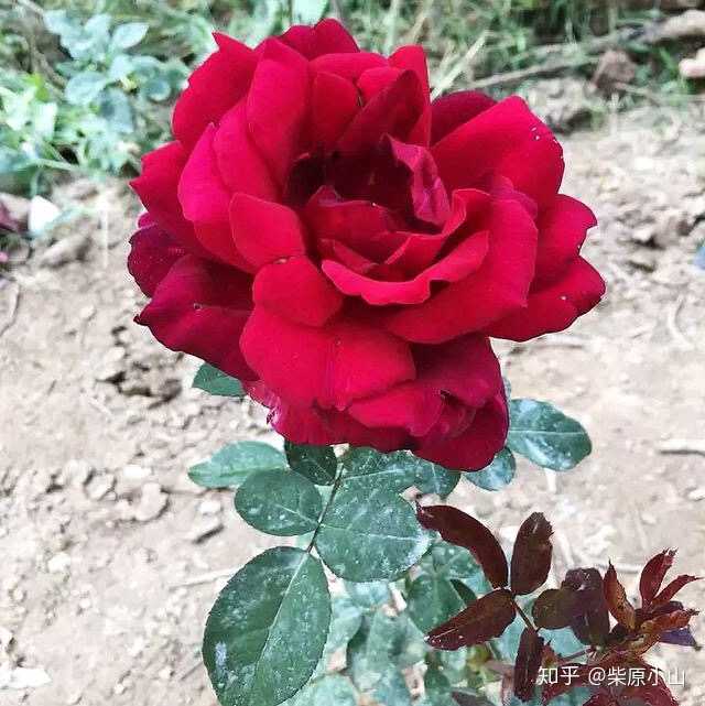 请问这是月季还是玫瑰?