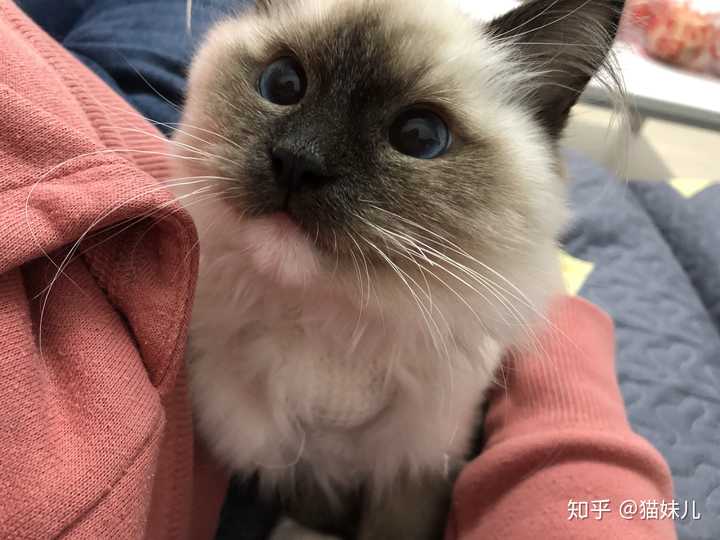 看我渴望的小眼神