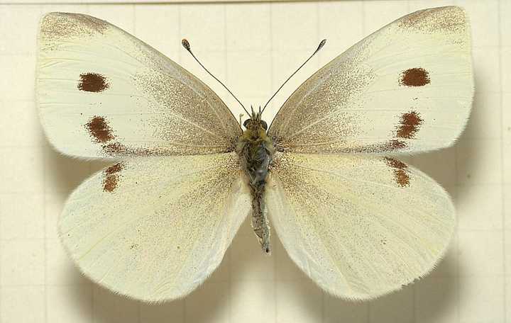 pieris rapae):一种自然状态下分布于欧洲,亚洲与北非的蝴蝶,幼虫会