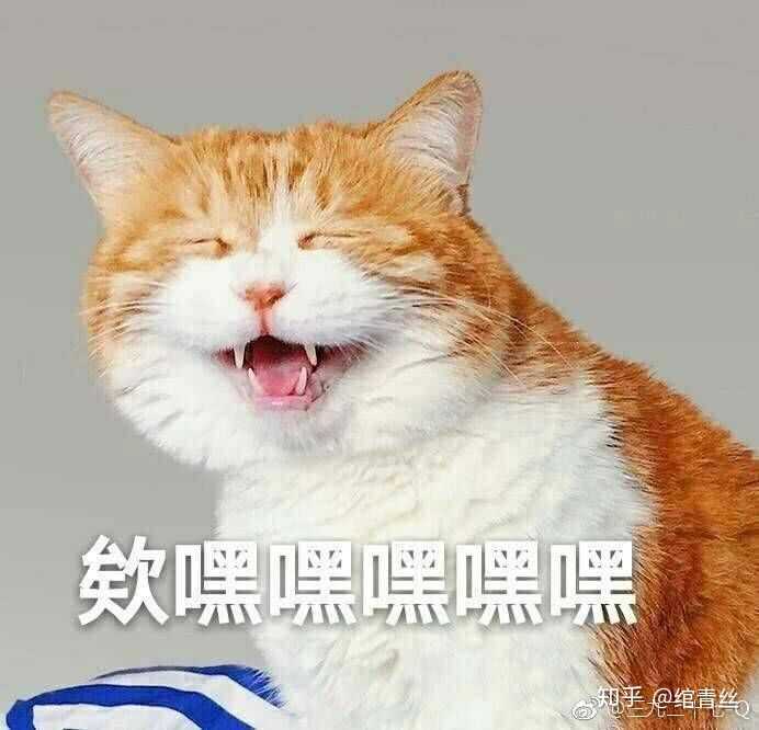 有哪些一见就笑得猫猫表情包