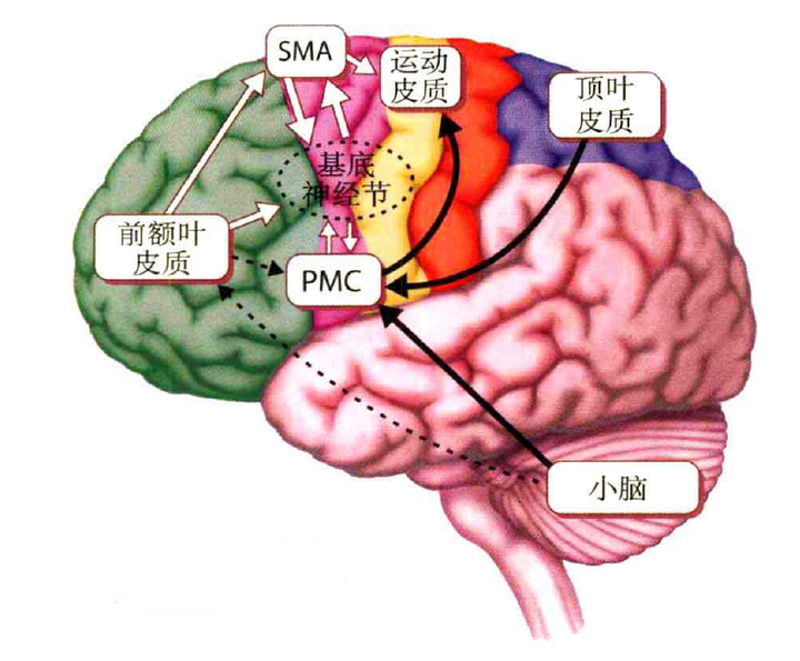 大脑是怎么控制身体不同的部位同时运动的?