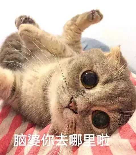 有哪些可爱到哭泣的猫咪图片或者表情包?