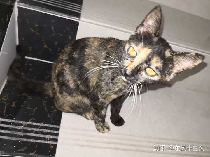 养土猫会遭人嫌弃吗?