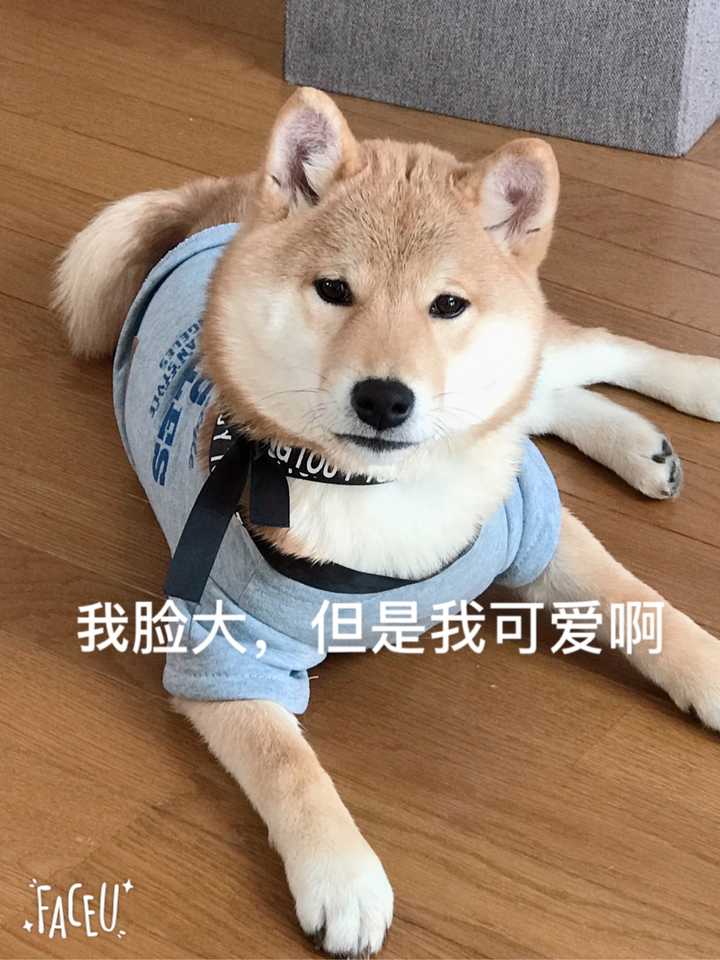 柴犬有哪些魔性?