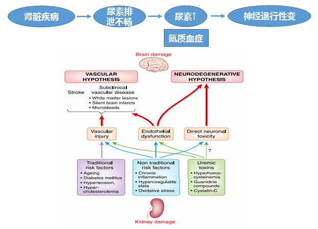 脑中尿素通常是如何被代谢的?其升高可能有哪些原因?