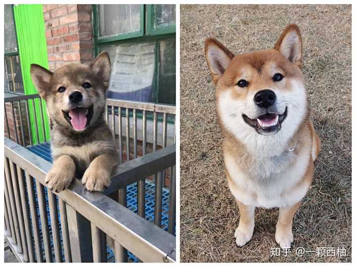 柴犬怎么挑选呢