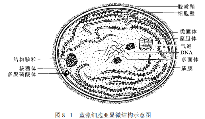 蓝藻细胞亚显微结构示意图,图片来源[9]