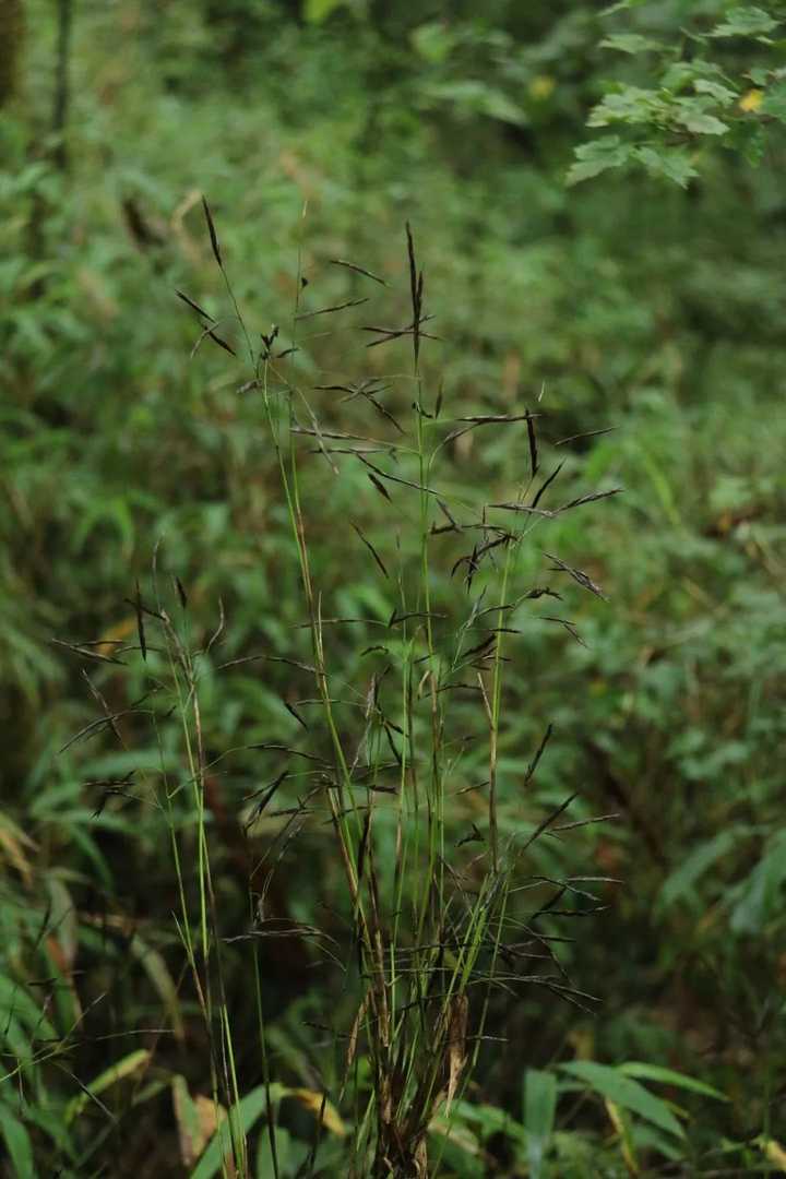 冷箭竹开花,摄影师@宋心强/西南山地