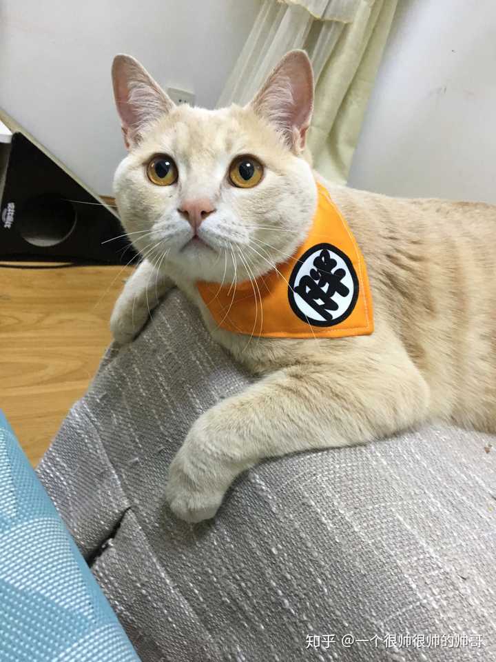 橘猫和蓝白生出来会是什么样的小猫啊!我家老三被老二