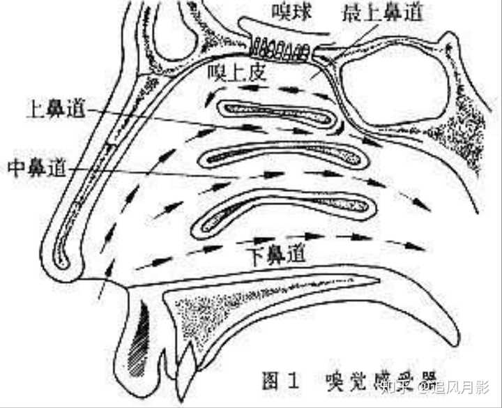 在鼻腔内气流上,气流路径应是:气流进入鼻孔→下鼻道→中鼻道→上鼻道