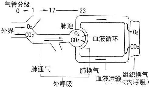 1,肺通气(即呼吸),空气进出肺部的运动; 2,肺扩散,氧和二氧化碳在肺部