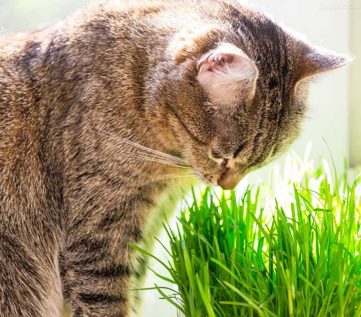 家猫和一些野生猫科动物都会有采食青草的习惯,这种习性的来由其实