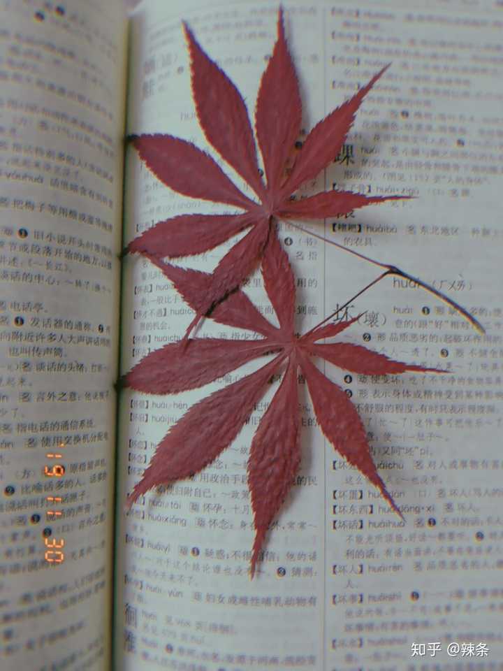 有哪些简易的制作花草树叶标本的方法?