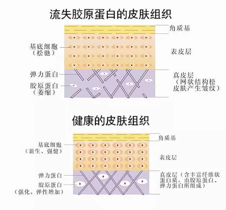 在年轻,健康,少受阳光伤害的皮肤中,胶原蛋白组成一束束略弯的纤维