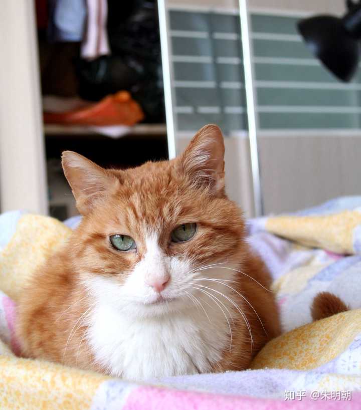 我们家的猫已经养了五年了?