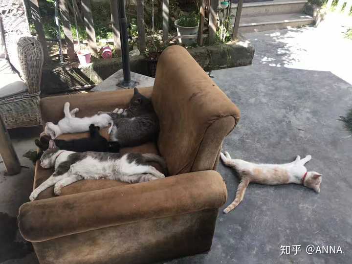 什么是真正的爱猫人士?