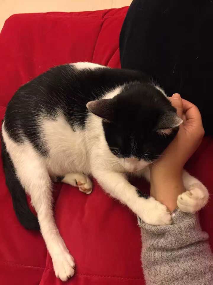 养一只奶牛猫是什么感受?