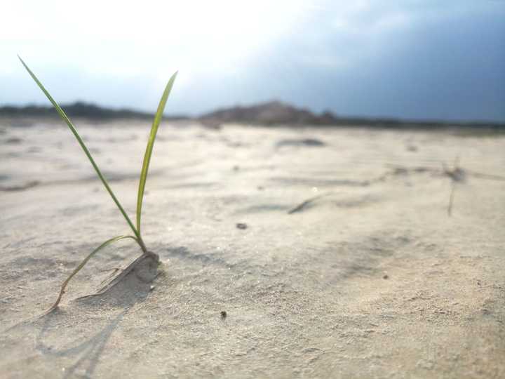 2017年11月份,裸露的沙子上的一株小草,迎着烈日,方为之生命所感.