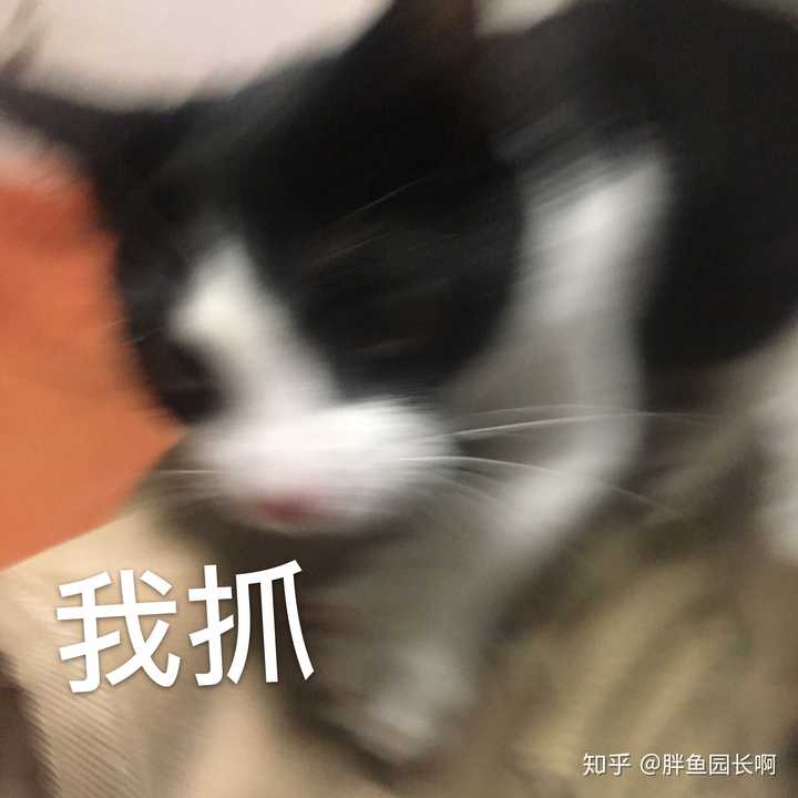 抓人猫