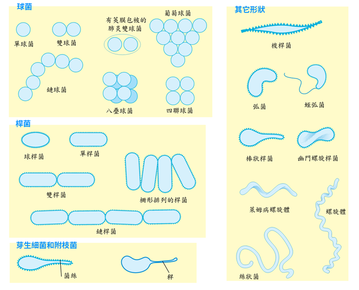 物理我不懂,但细菌的形态可不止球形.