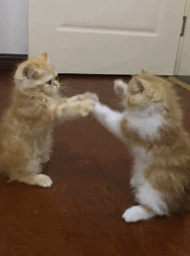 怎么判断两只猫是在打架还是玩耍?