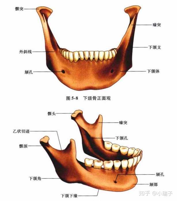 再看看方脸元凶下颌骨: 在下颌骨内,还存在着下颌管,其内部是下牙槽