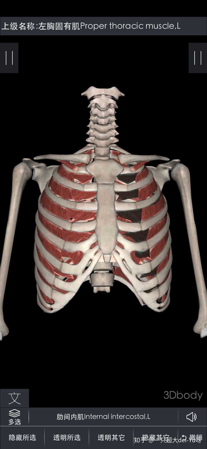 肋骨之间为肋间肌.肋间肌分为肋间外肌和肋间内肌两种.