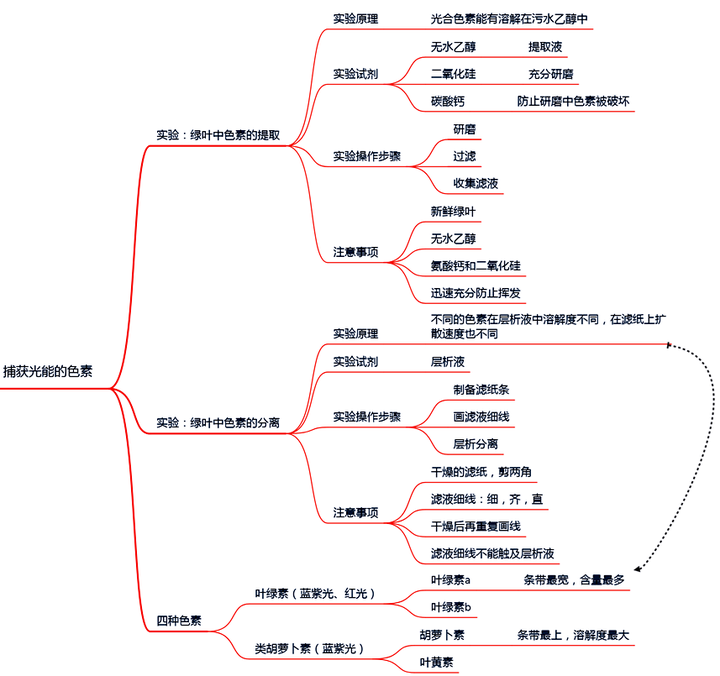 光合作用思维导图节选:捕获光能的色素