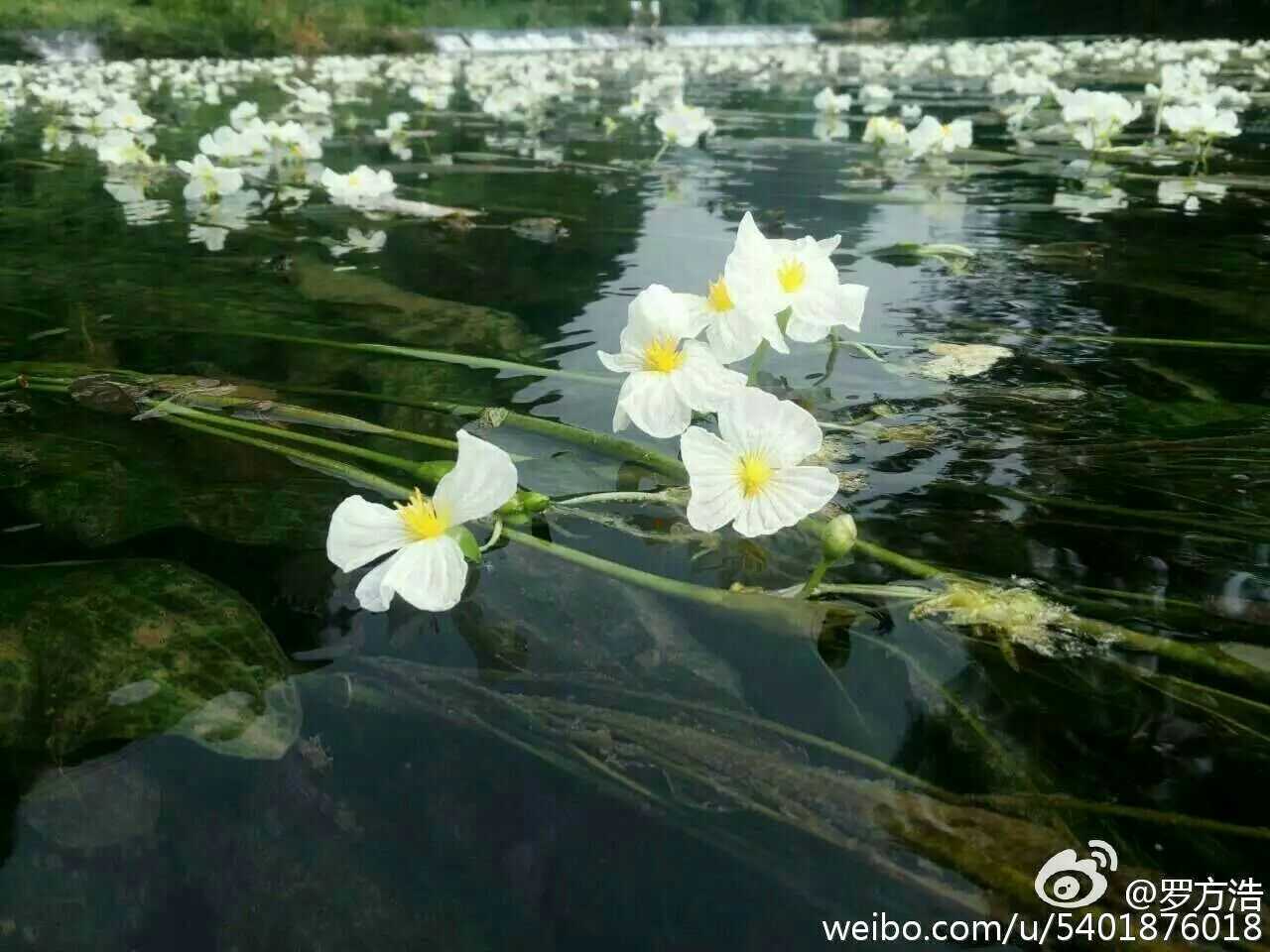 桂林百寿镇乌石海菜花实景照片,见识一下呗