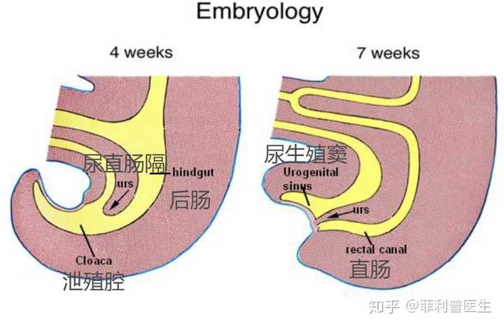 假如人类也是泄殖腔生物会怎样