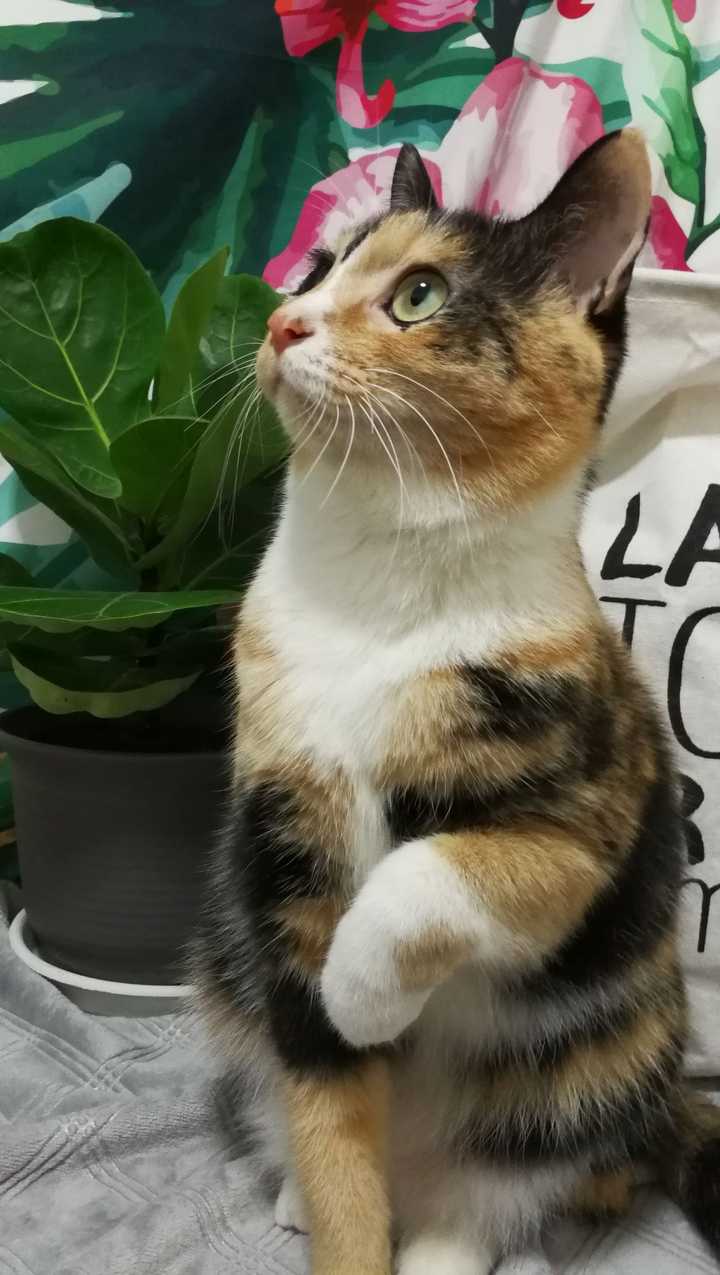 好想看看三花猫啊,谁能晒晒自家三花主子?