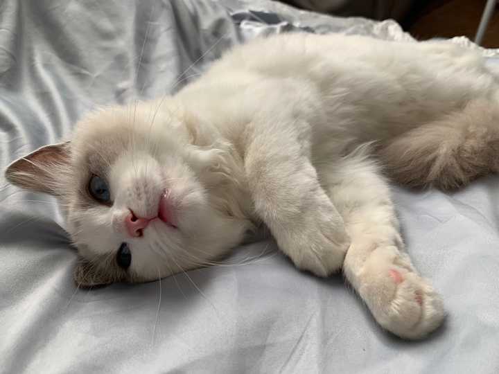 你后悔养布偶猫吗?