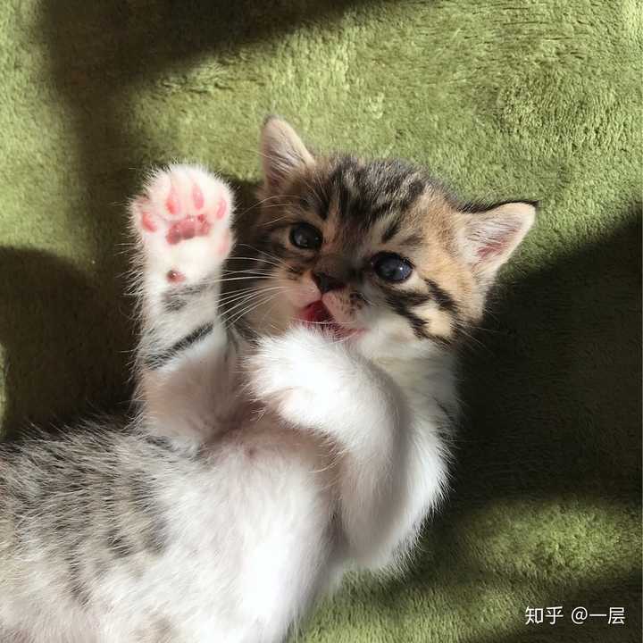 一只猫能可爱到什么程度?