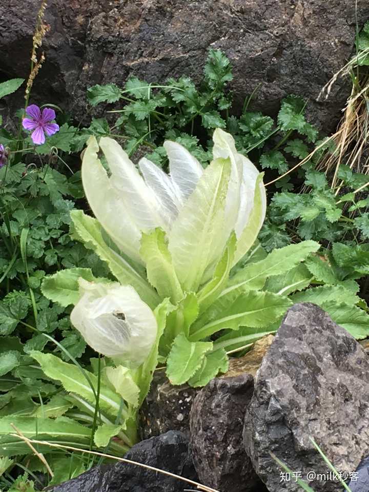 新疆天山沿脉 4000多的海拔这是雪莲花生长的地方  天寒雨 花香幽郁