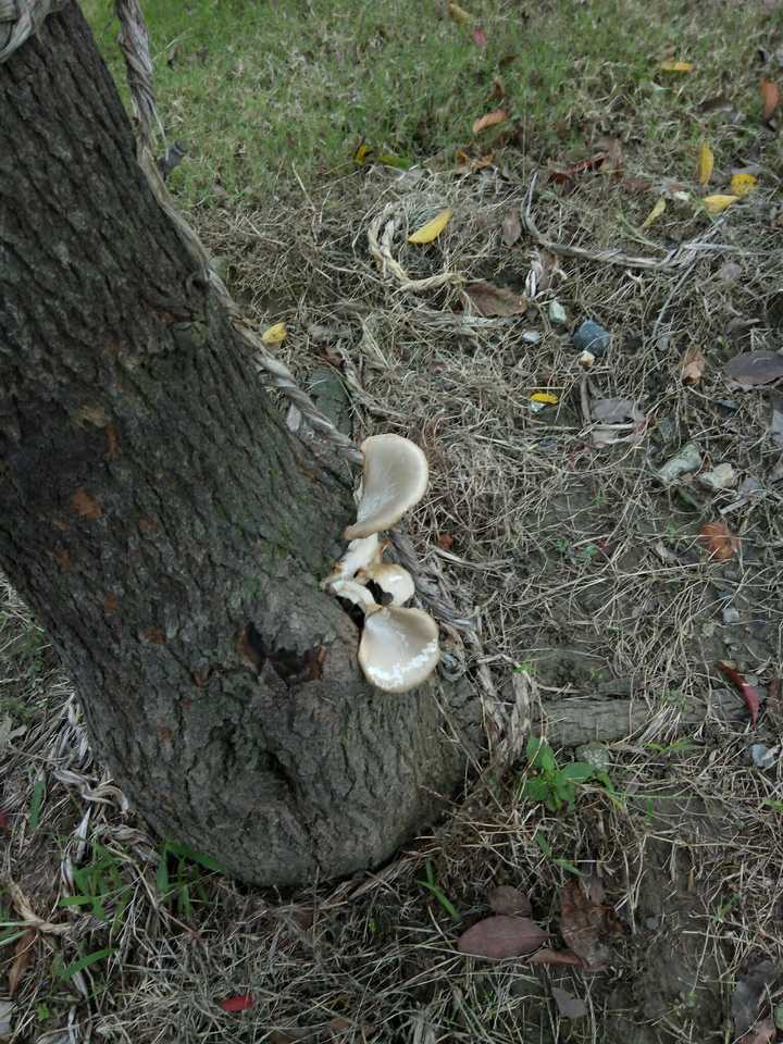 很多平菇品种出菇需要温差刺激.树上长蘑菇常见于野外的枯树朽木上.