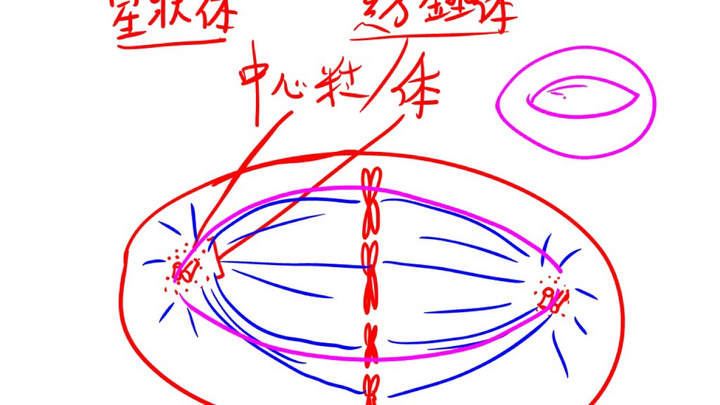 比如,作者在这封信中提到了,他们只观察了一枚人类受精卵的双极纺锤体