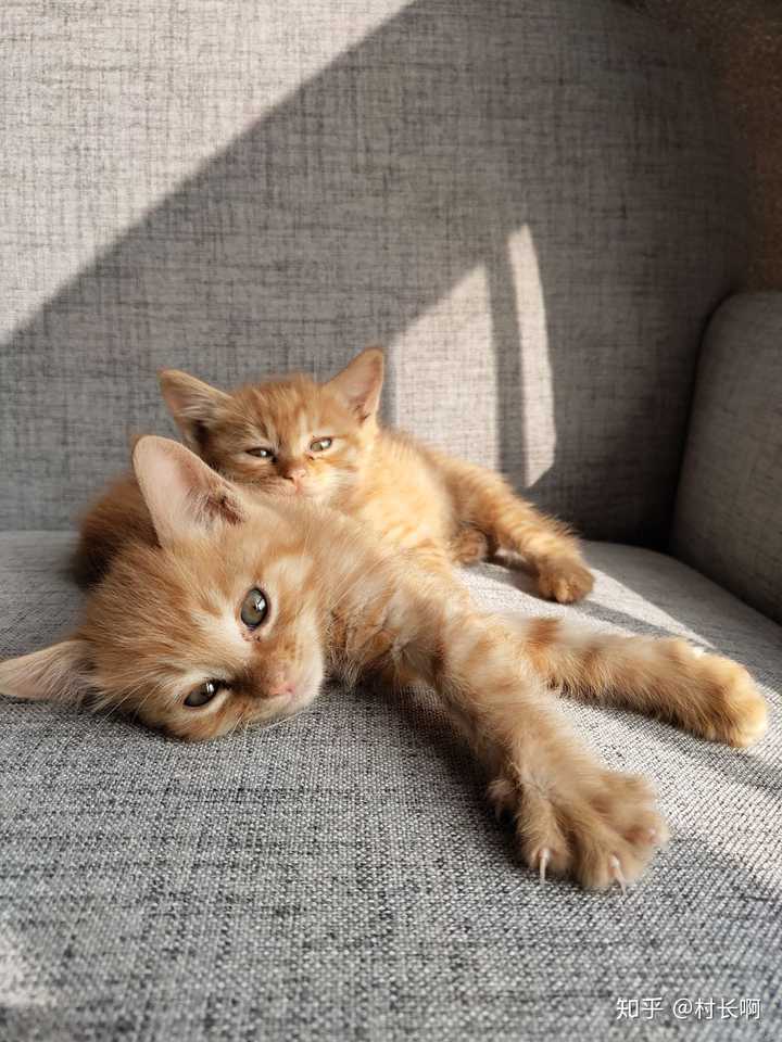 橘猫一只多少钱?