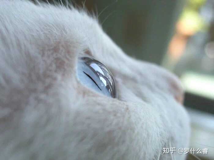 有谁有黑色蓝眼的猫咪抬头看天的壁纸主题么?