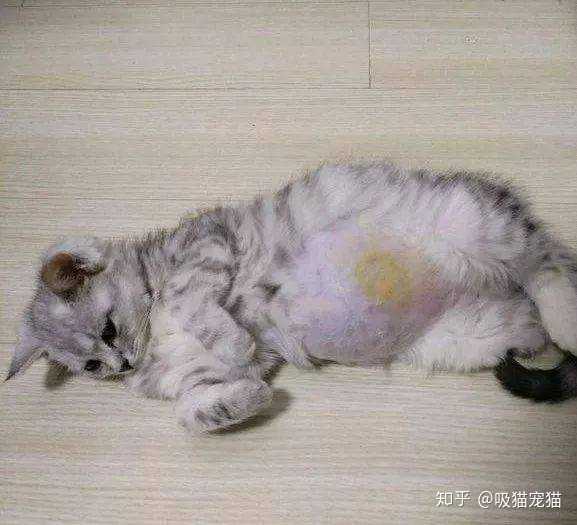 猫咪的传腹早期症状是什么?