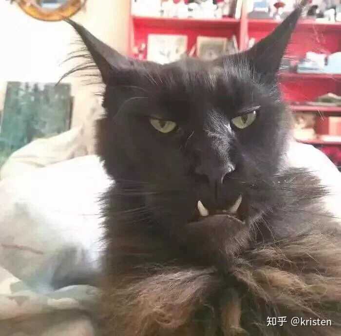 为什么有地包天的狗却没有地包天的猫